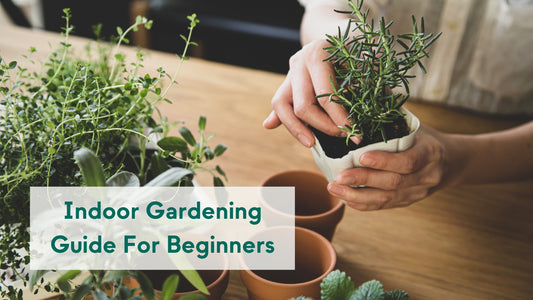 Indoor Gardening Guide For Beginners