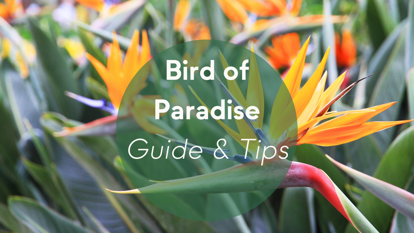 Bird of Paradise: How to Care for Bird of Paradise Plants