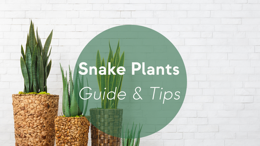 Snake Plants Care: Guide & Tips