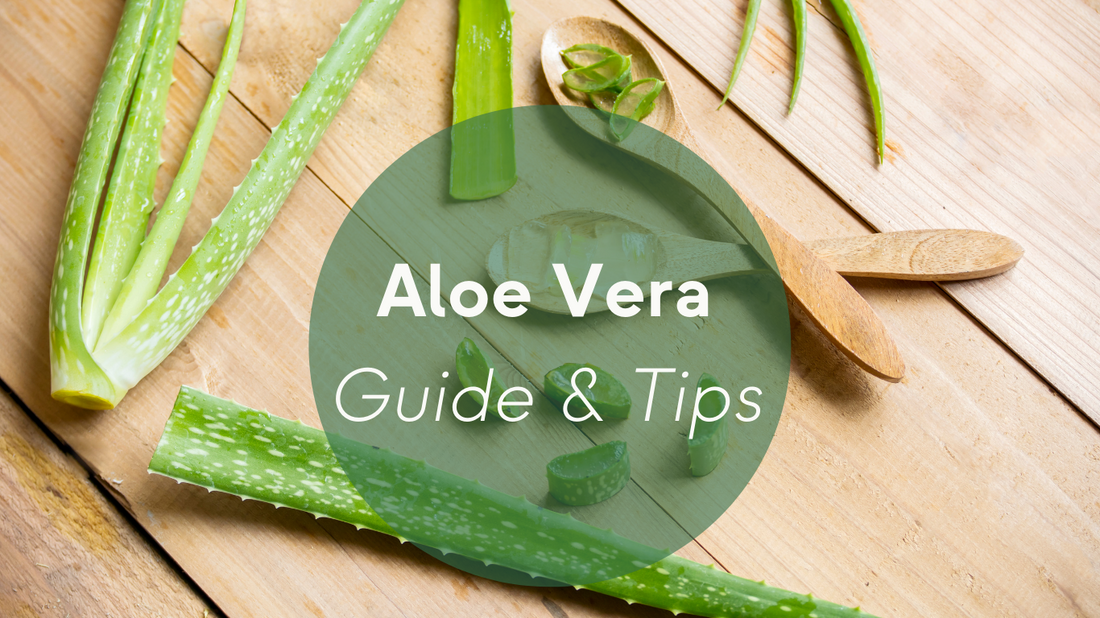 Aloe Vera Plants Care: Guide & Tips