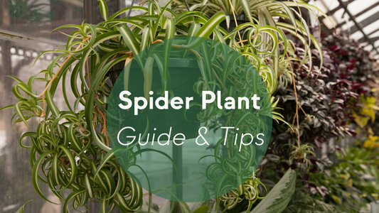 Spider Plant Care: Guide & Tips