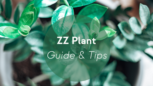 ZZ Plant Care: Guide & Tips
