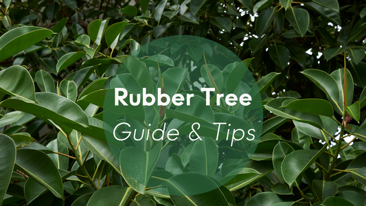 Rubber Tree Plant Care: Guide & Tips