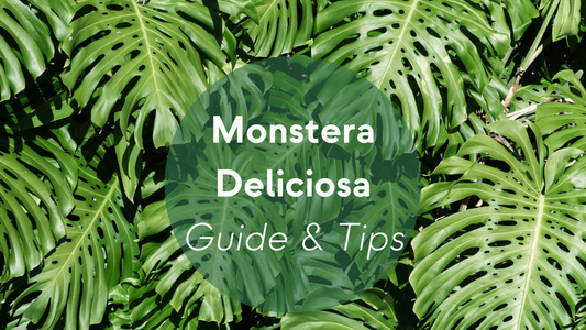 Monstera Plant Care: Guide & Tips