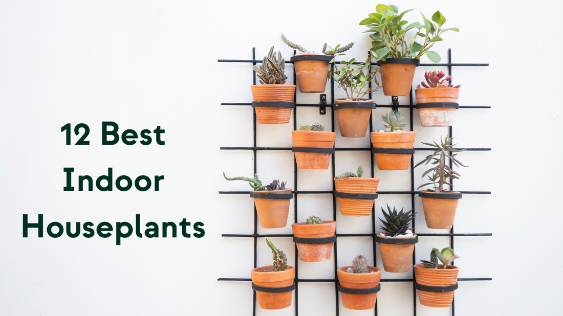12 Best Indoor Houseplants For Every Home And Skill Level