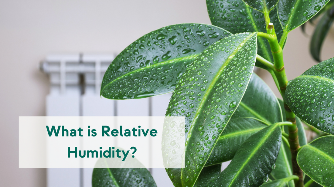 Relative Humidity: What is it and What’s an Ideal Level? 