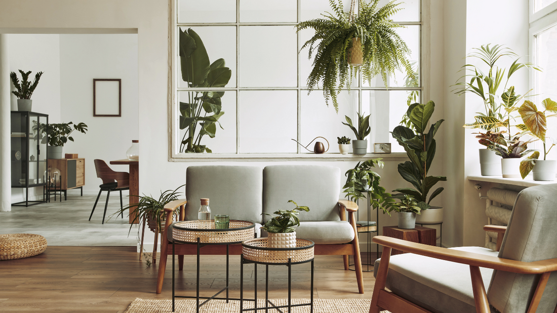10 Essential Indoor Plants for a Healthier Home and Purified Air