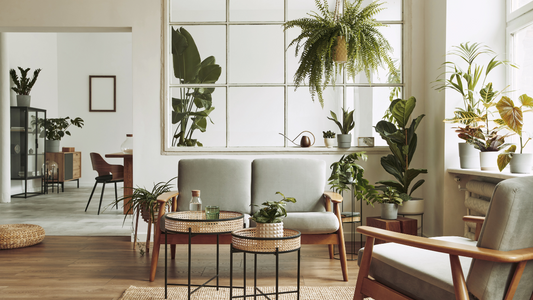 10 Essential Indoor Plants for a Healthier Home and Purified Air
