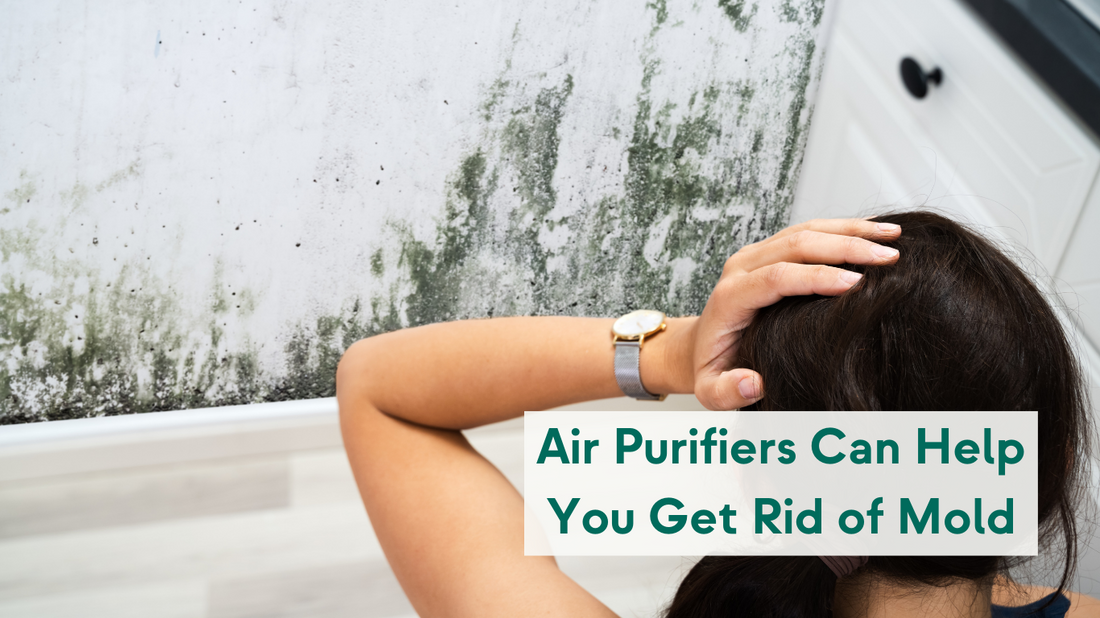 Air Purifiers Can Help You Get Rid of Mold at Home