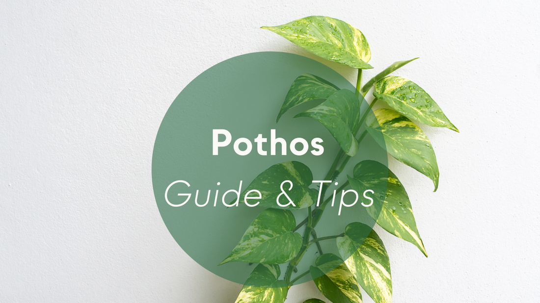 Pothos Plants Care: Guide & Tips