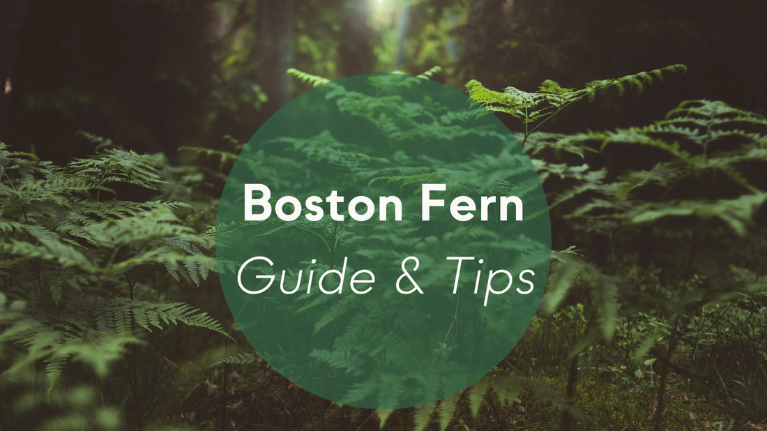 Boston Fern Plants Care: Guide & Tips