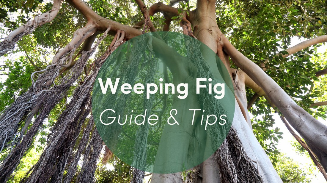 Weeping Fig Plants Care: Guide & Tips