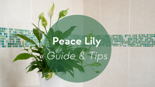 Peace Lily Plants Care: Guide & Tips