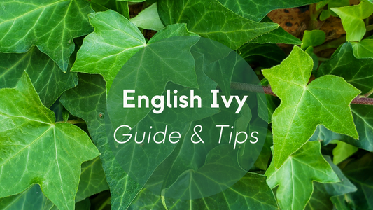 English Ivy Plants Care: Guide & Tips