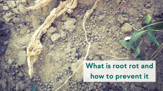What is root rot and how to prevent it