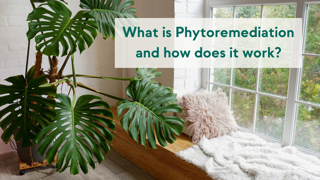 what is phytoremediation and how does it work