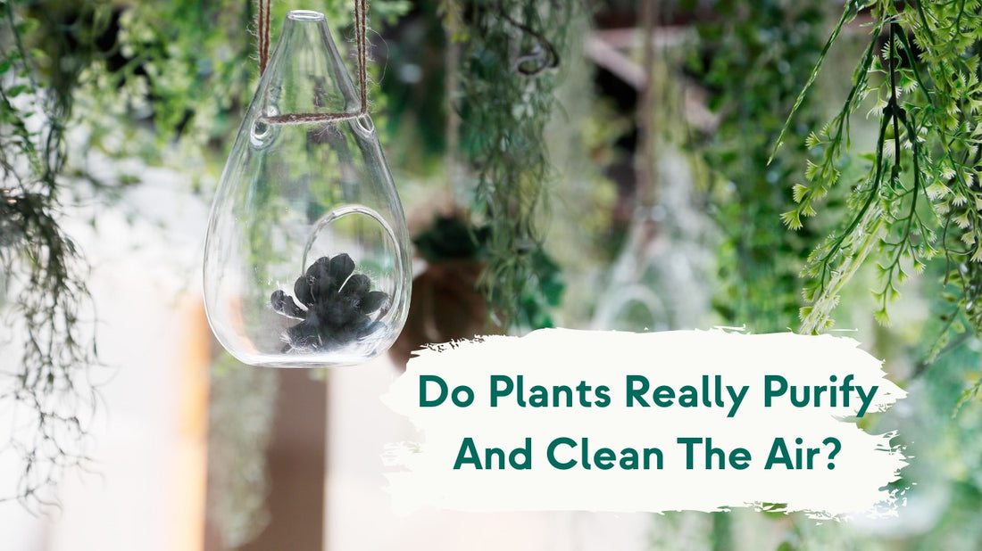 do plants really clean the air